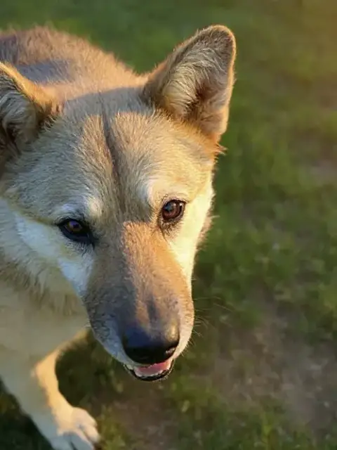 Sadie