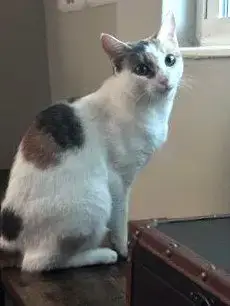 Kitkat