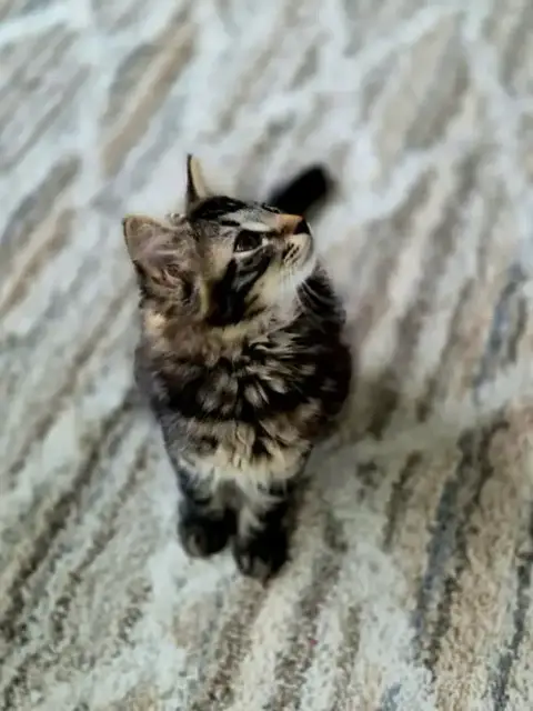 Tinkerbell