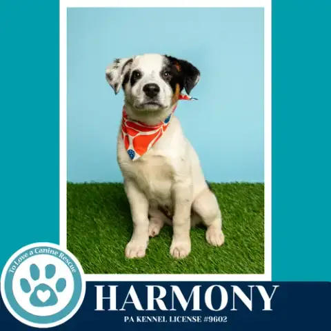 Harmony