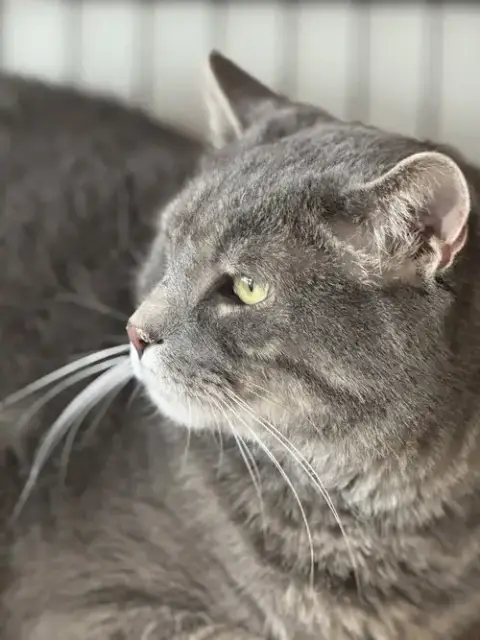 Felix