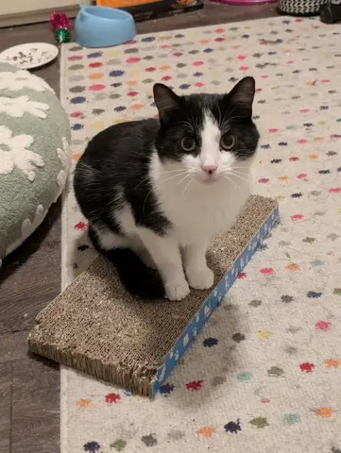 Domino photo 2