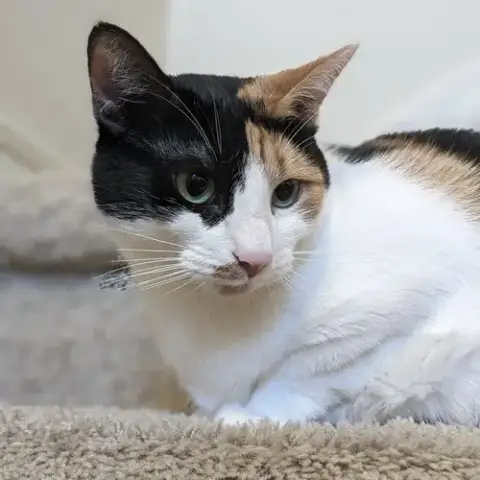 Calypso