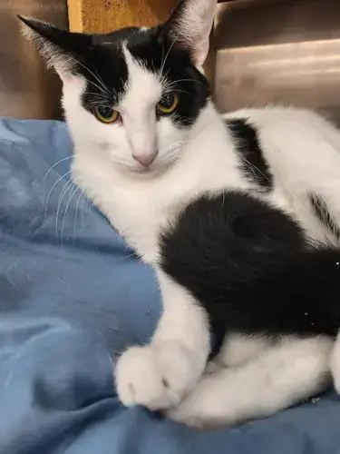Jasper