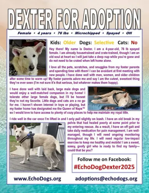 Dexter photo 4