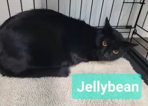 Jelly Bean photo 2