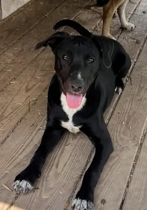 Banjo photo 2