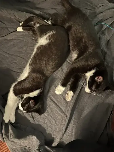 Comet And Starr photo 4