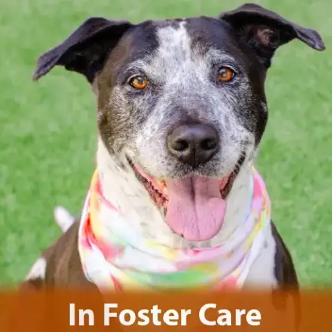 Remi The Senior!