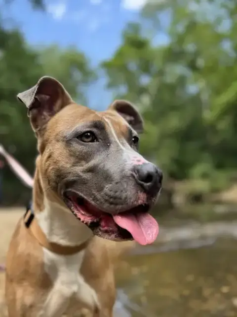 Luna Foster Home Needed photo 2
