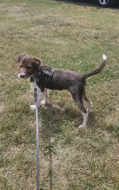 Millie