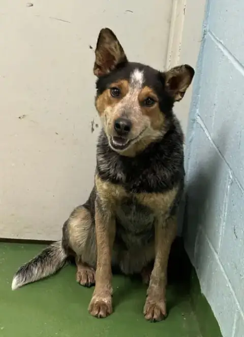 Allie: Not At Shelter photo 5