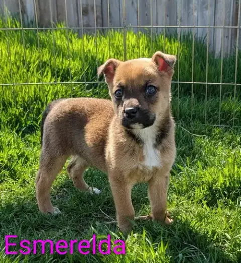 Esmerelda photo 3
