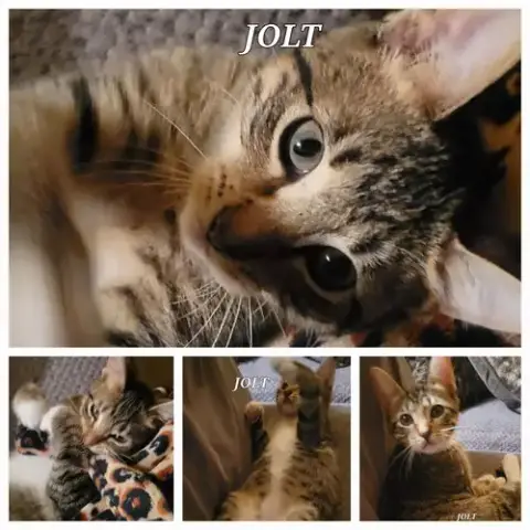 Jolt