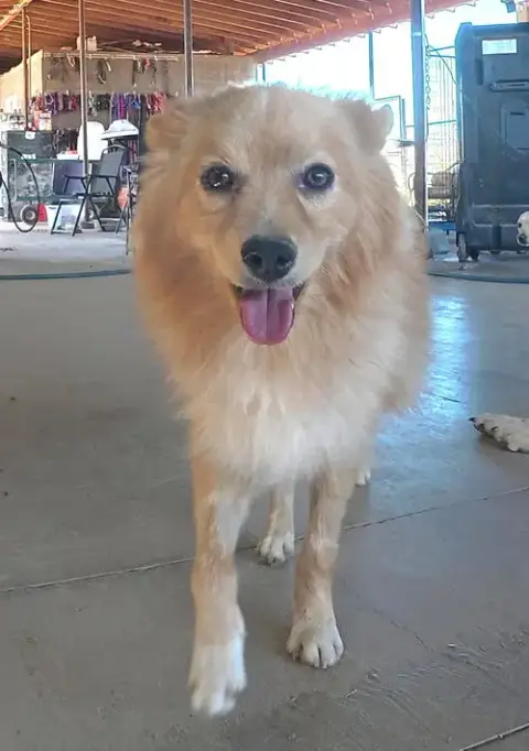 Foxy