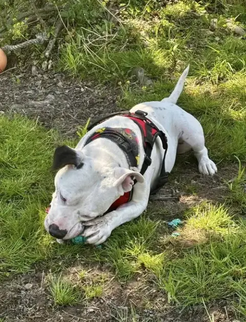 Spike photo 2