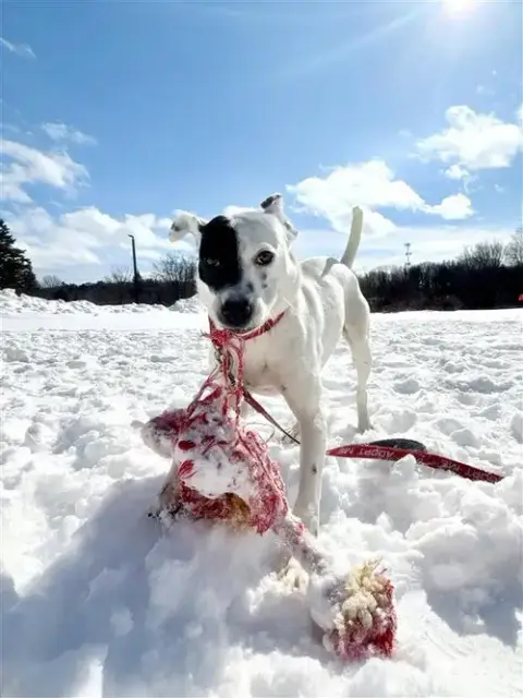 Stella photo 3
