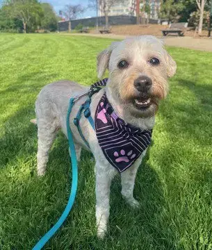 Gigi
