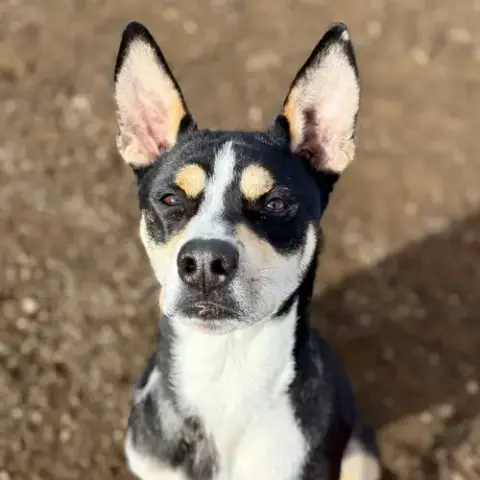 Bennie