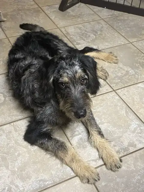 Mcscruff