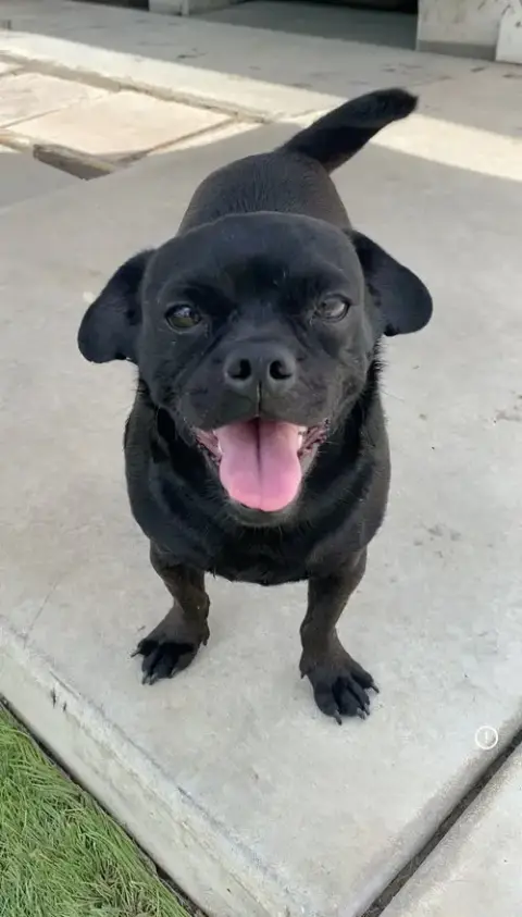 Apollo