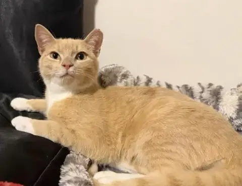 Mochi photo 2