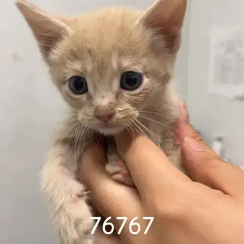 Taji