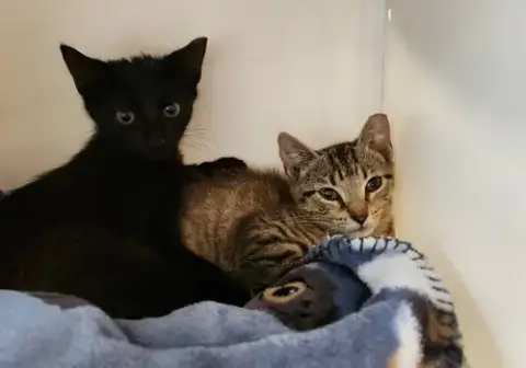 Yardley(Female Tabby) Scrappy(Adopted photo 4