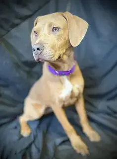 Love Bug- Puppy #3 photo 4