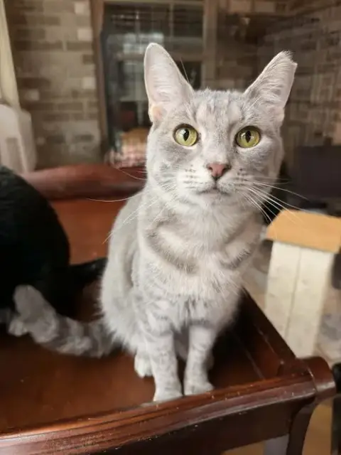 Diva