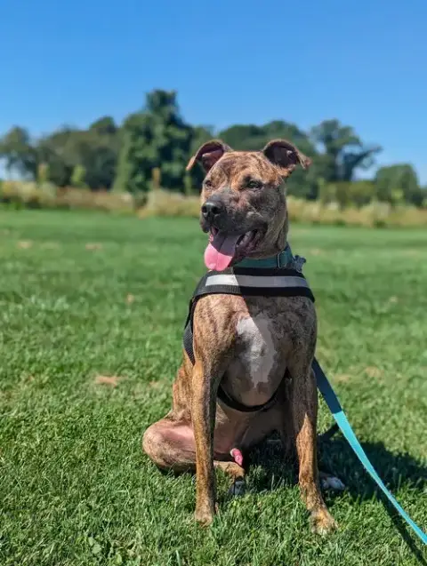 Bruno *Foster Needed*