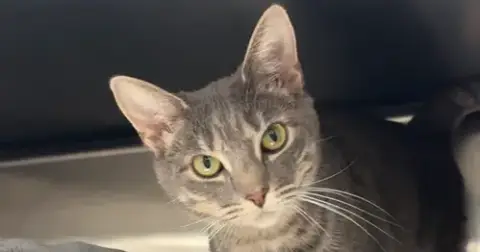 Libby