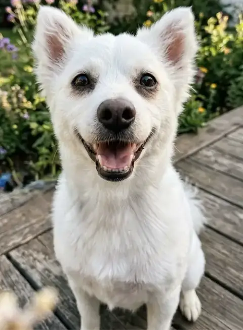Cooper