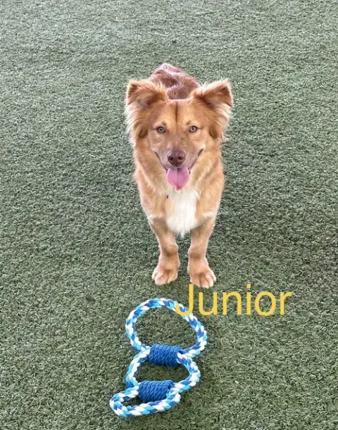 Junior