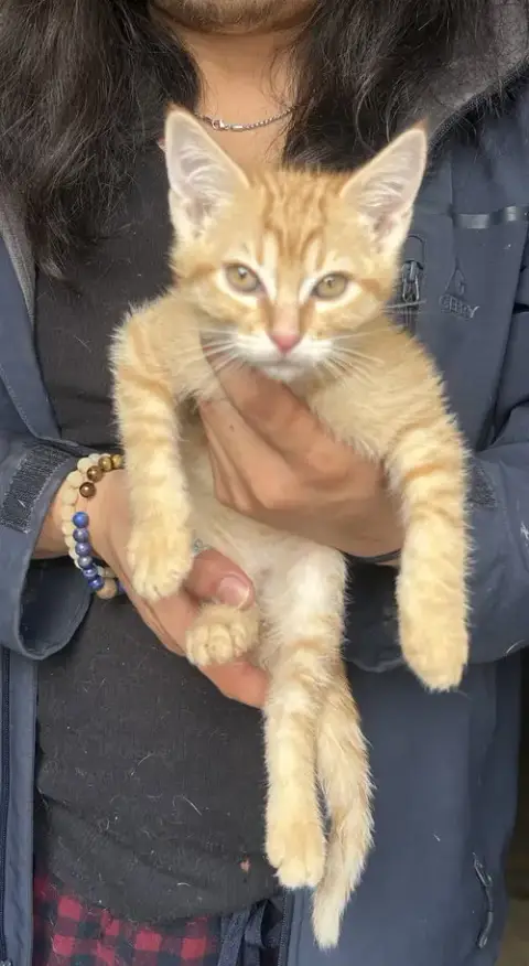 Tango Napa
