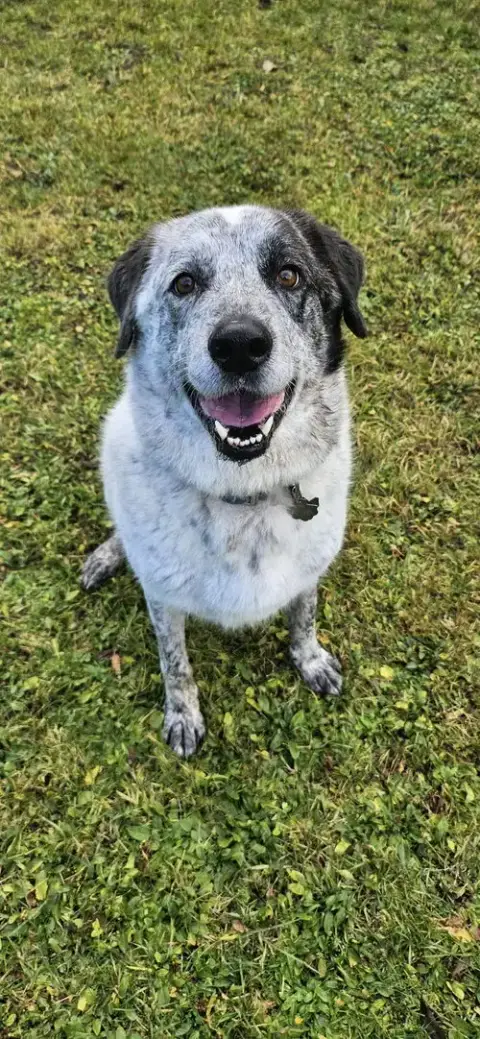 Bolt photo 3