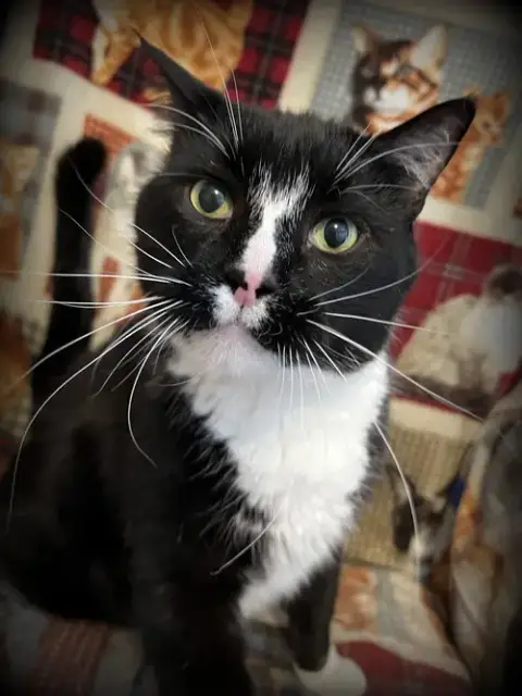 Bennie photo 3