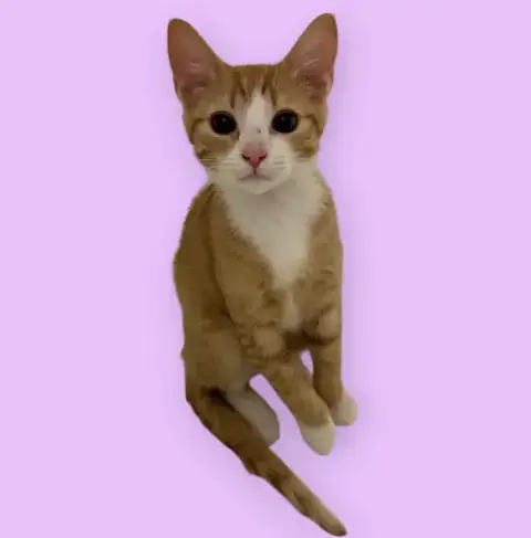 Simon