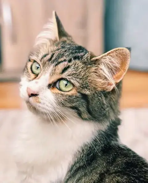 Rani