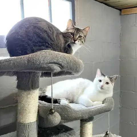 Sheldon & Howard