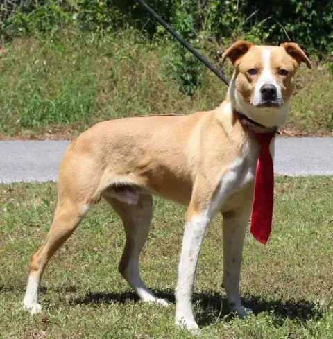 Bruno 43421