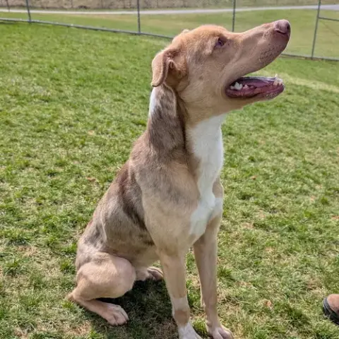 Pound Dog-Jerry #188265 Courtesy Listing photo 3