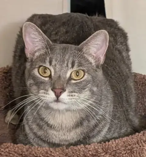 Georgie