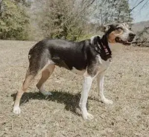 Daisy photo 4