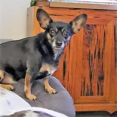 Baby Bat Dg*