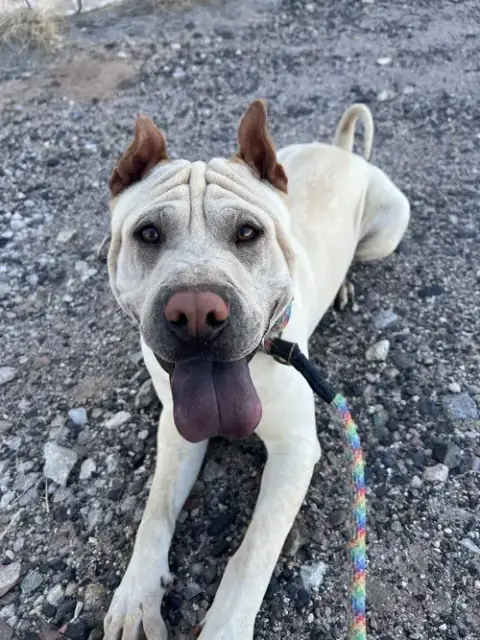 Rocco photo 2