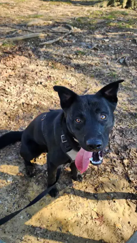 Jet