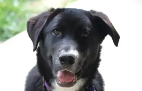 Hugo