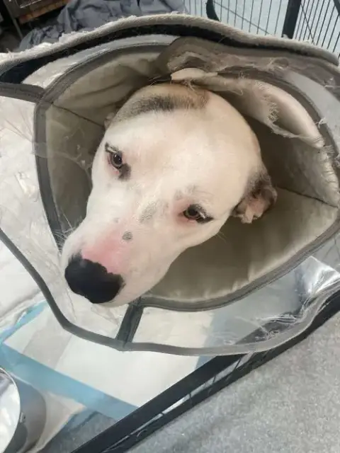 Adopter Macduff