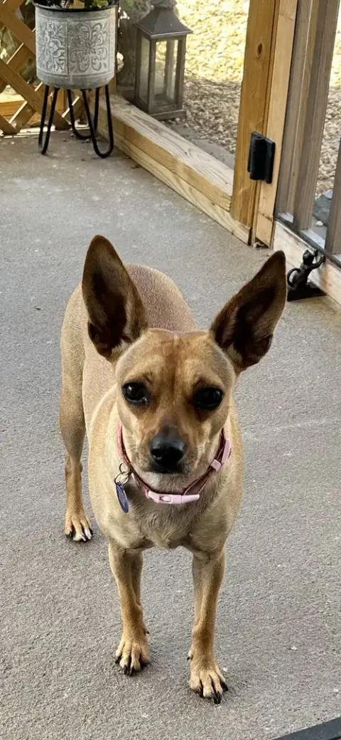 Zsa Zsa photo 2